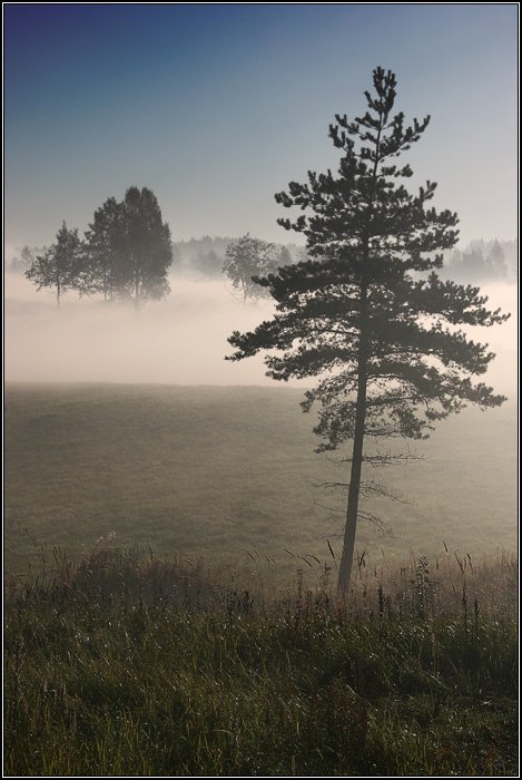 дерево, сосна, лес, поле, туман, трава, утро, dyadyavasya, Дмитрий Шамин