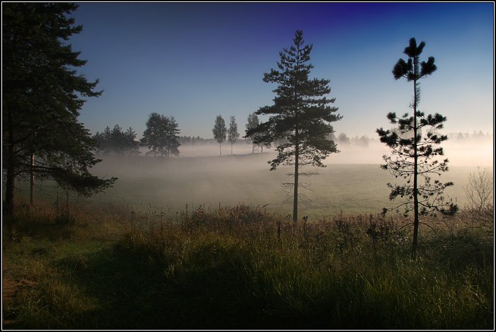 утро, туман, трава, поле, лес, небо сосна, дерево, dyadyavasya, Дмитрий Шамин