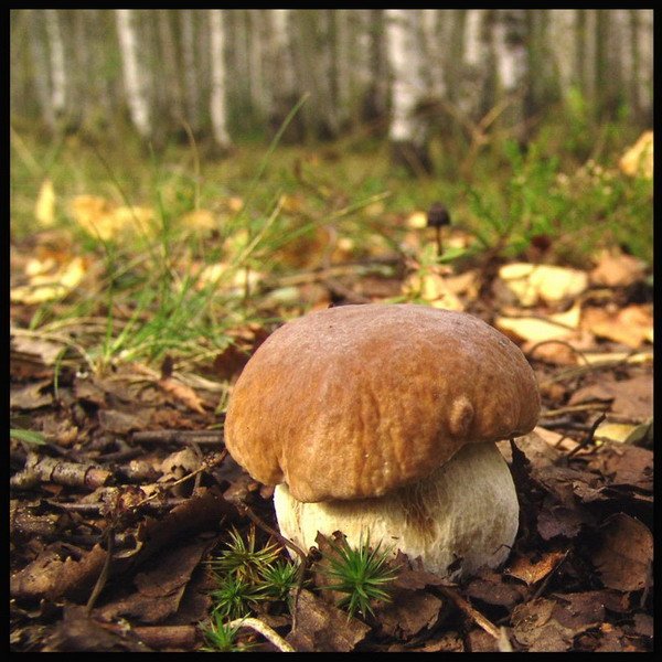 гриб боровик белый лес осень, Старый мудрый КА