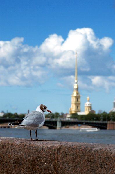 питер, санкт петербург, петропавловская крепость, мост, чайка, птица, Павел Круглик