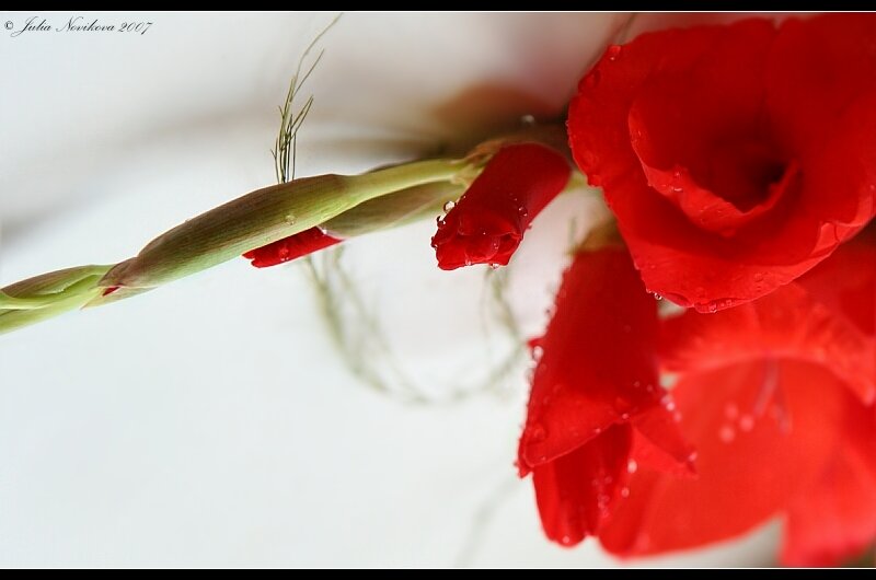 цветок, красный, волшебство, Julia Novikova (Karrol)
