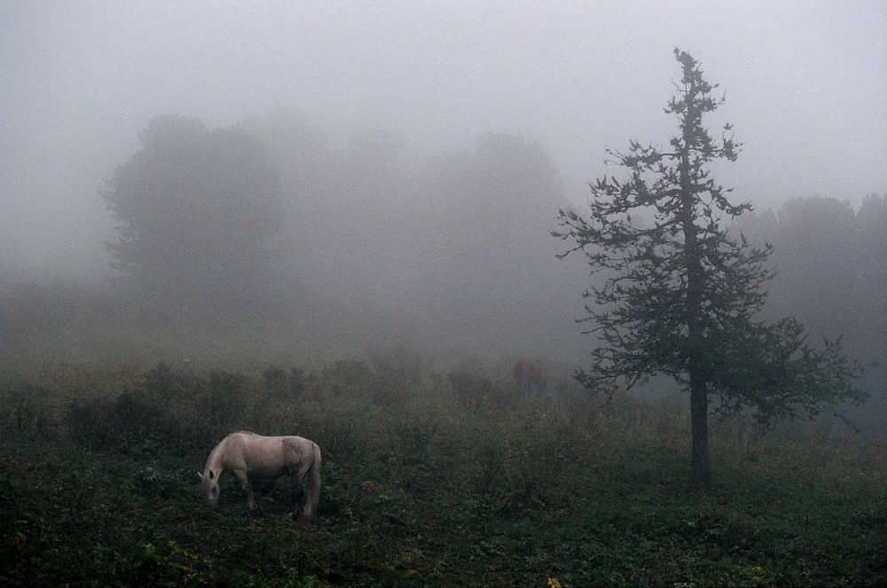 лошадь туман лес алтай, Eugene M Dudarev