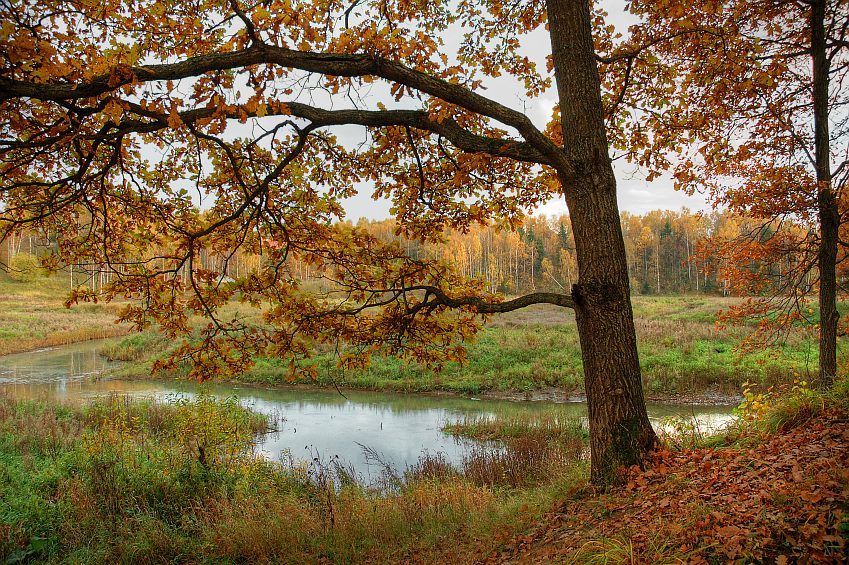 осень, листья, речка, абрамцево, хдр, Kaiser Sozo