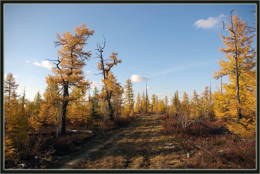 тайга,осень,якутия, Солодухин Виктор