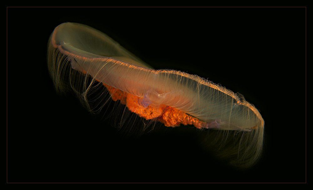 медузы белого моря, Марина Кочетова