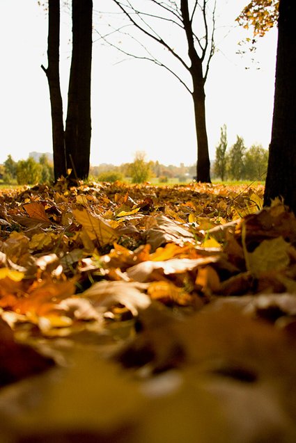 осень,парк,листья, fotokoshka