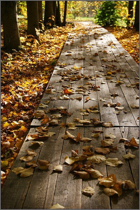 осень, листва, дорожка, доска, лист, дерево, цвет, настроение, dyadyavasya, Дмитрий Шамин