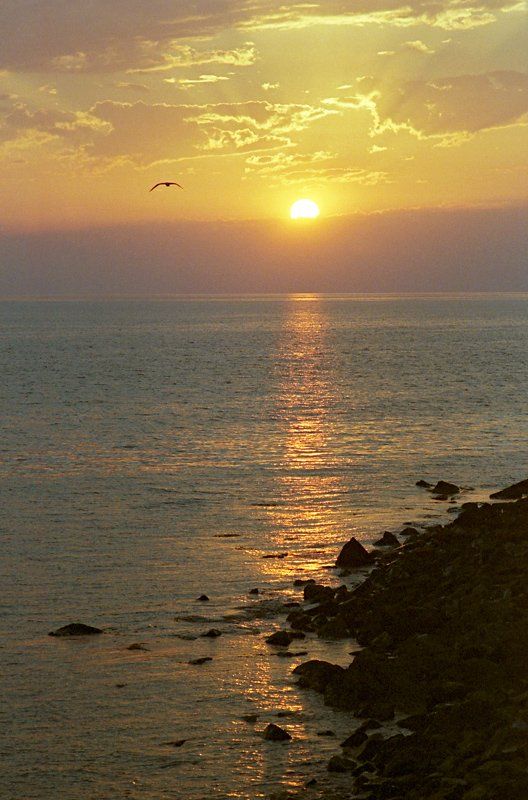 море, закат, солнце, тепло, птица, Gorshkov Igor_Feanorus