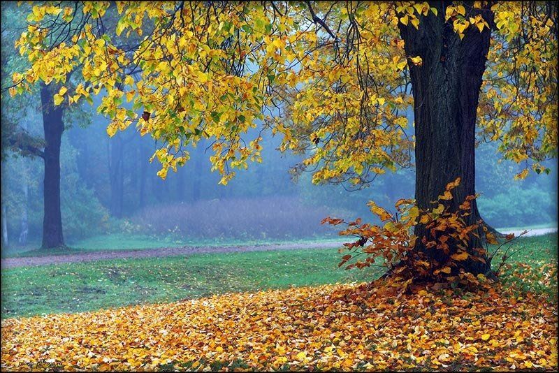 дерево, осень, Петрова Мария
