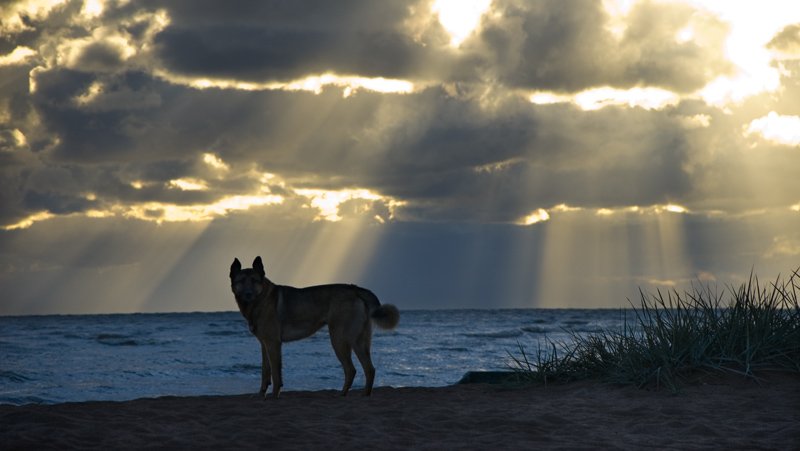лучи,небо,собака,финский залив, Евгений Пугачев.