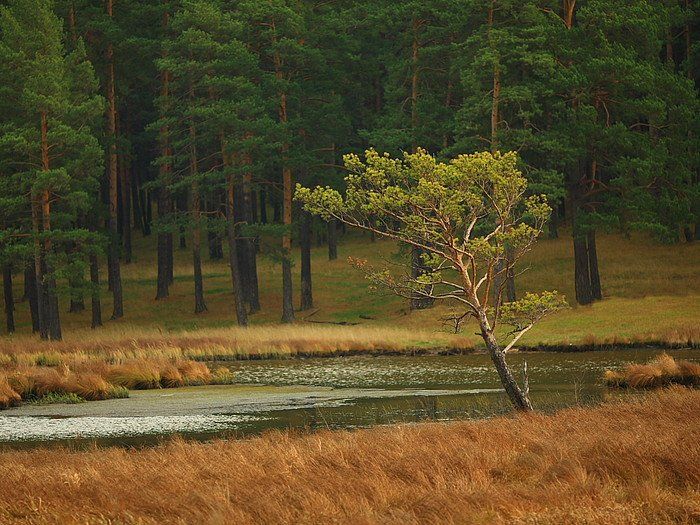 сосна река осень трава лес дерево, Eugene M Dudarev