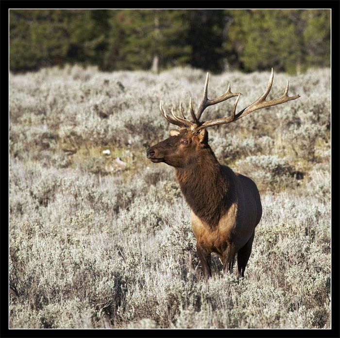 bull elk, yellowstone, Vadim Balakin