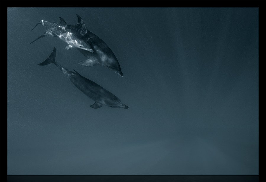 красное море, дельфины, семья, свет, глубина, Torchuck