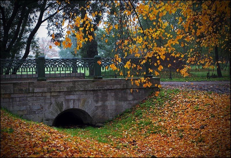 мост, осень, листья, петергоф, Петрова Мария