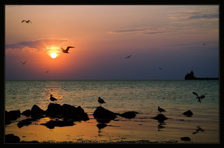 чайки, море, восход, крым, феодосия, Сергей Бородин (Minstrel)