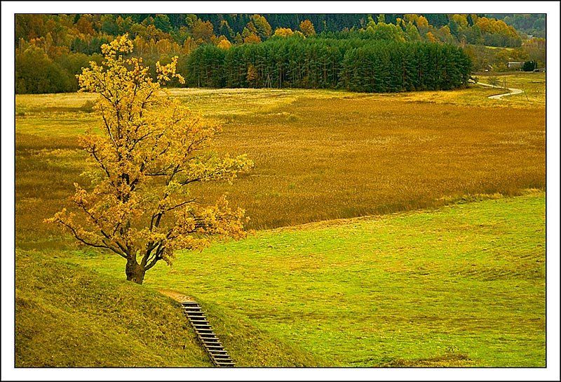 осень, природа, дерево, Игорь