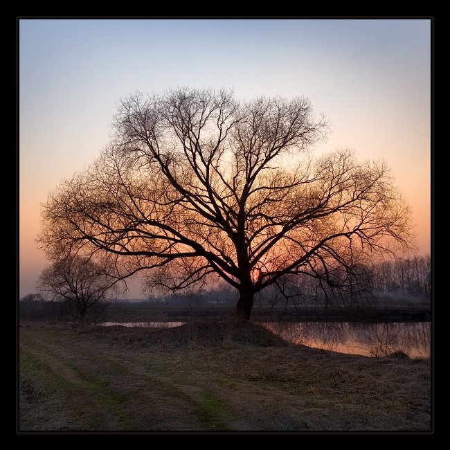 дерево, река, закат, апрель, Евгений Гаганов