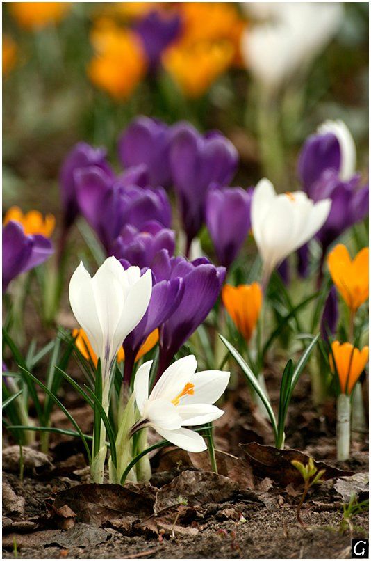 весна, цветы, крокусы, Gorshkov Igor_Feanorus