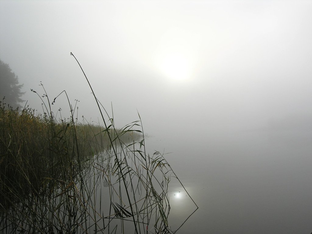 туман,солнце,тростник, Tatiana Rozanova