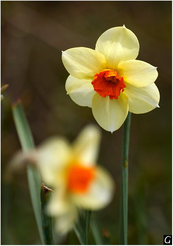 весна, цветы, Gorshkov Igor_Feanorus