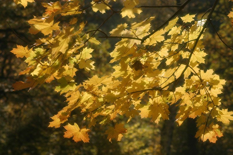 осень, природа, листья, Svetik