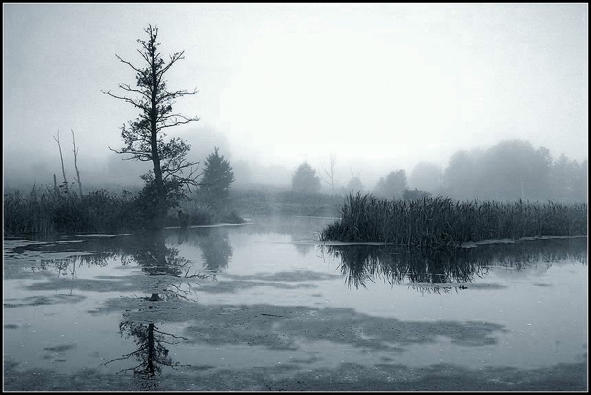 осень, болото, туман, сумерки, вода, трясина, Григорий Иващенко