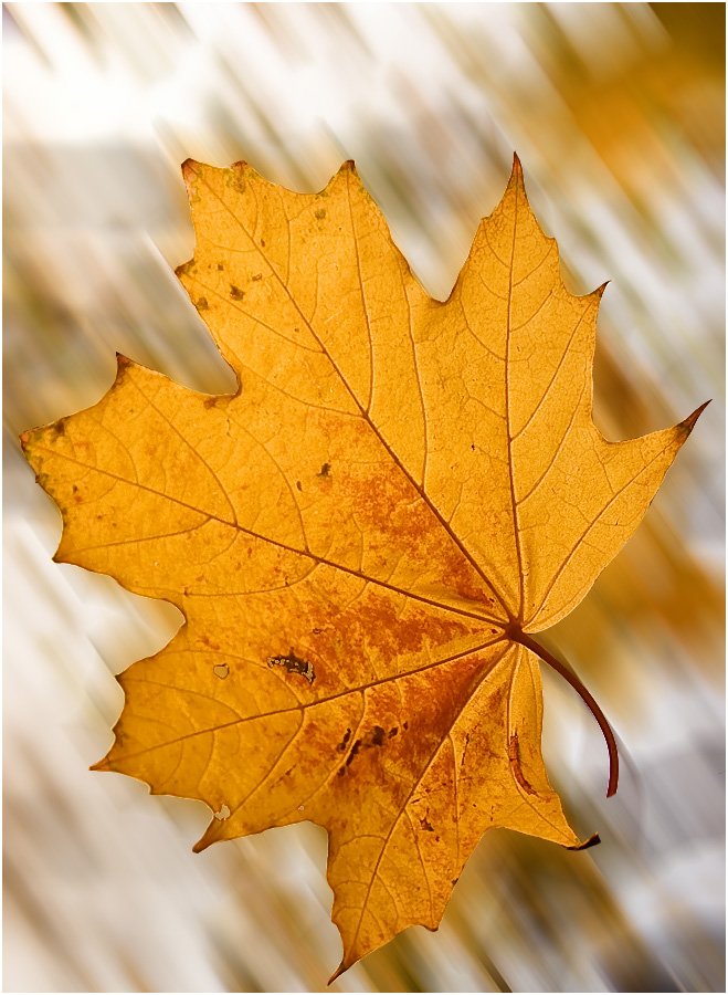 природа, лист, осень, Александр Батурский