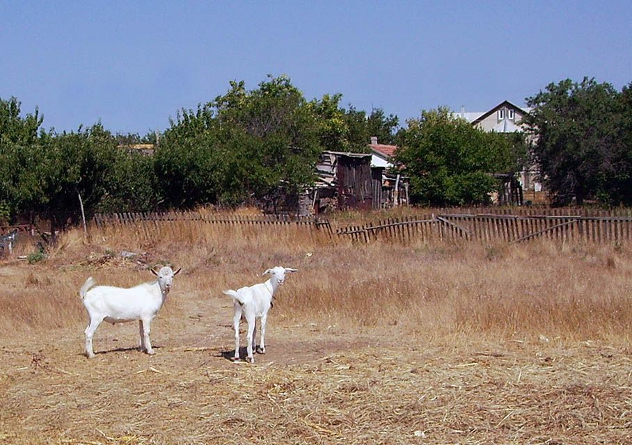 деревня, козы, забор, Павелко Таня