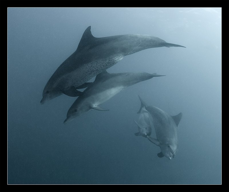 дельфины, красное, море, групповое, выступление, Torchuck