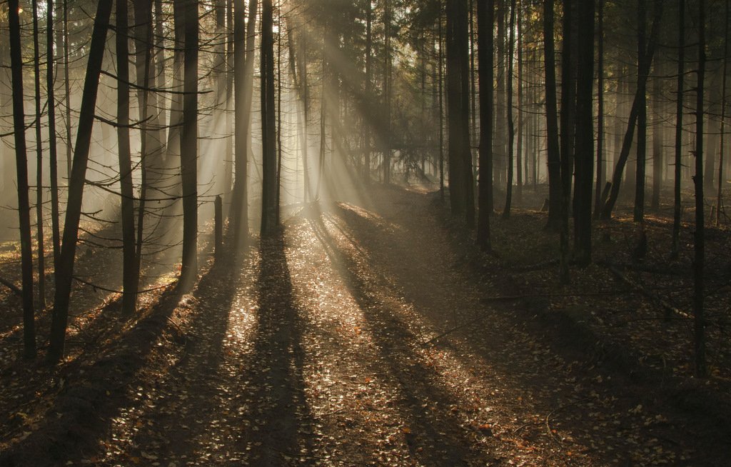 туман, лес, Света и Вася