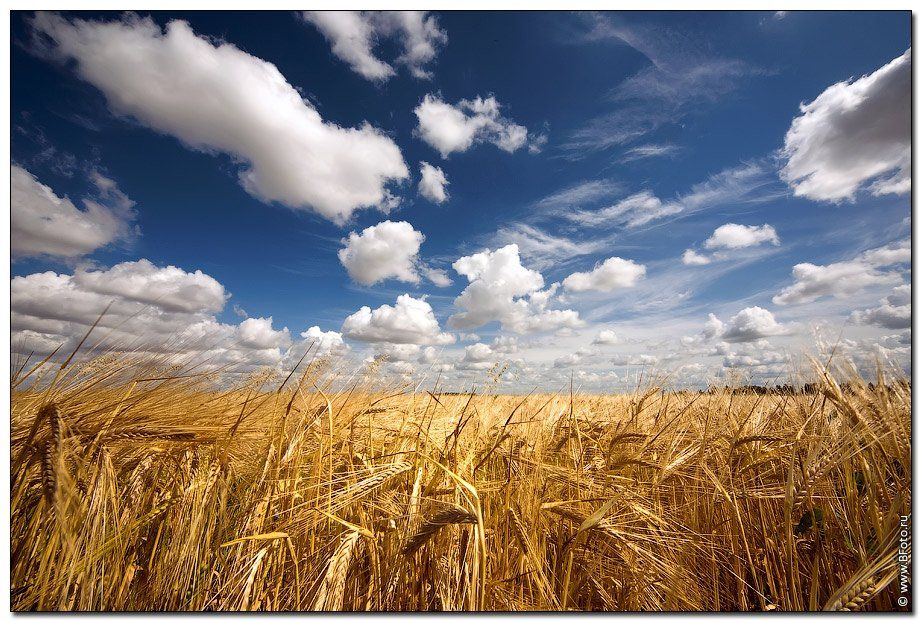 поле, лето, пейзаж, природа, пшеница, колосья, Алексей Строганов