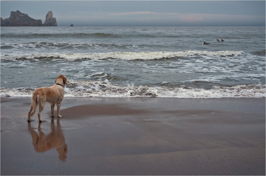 остров, море, друг, собака, серфинг, Сергей Гаспарян