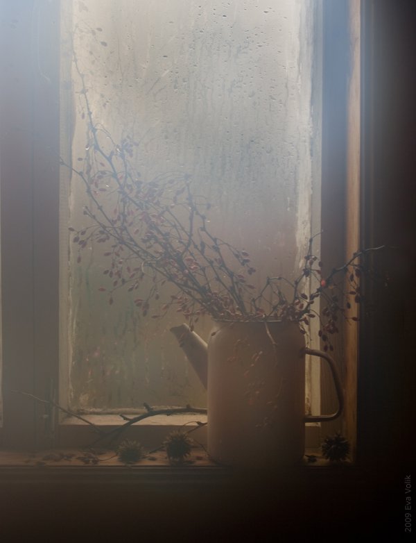 барбарис, окно, Eva Volik