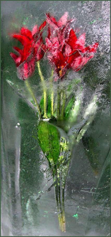 зимние, тюльпаны, цветы, лед, Воронцова Наталья