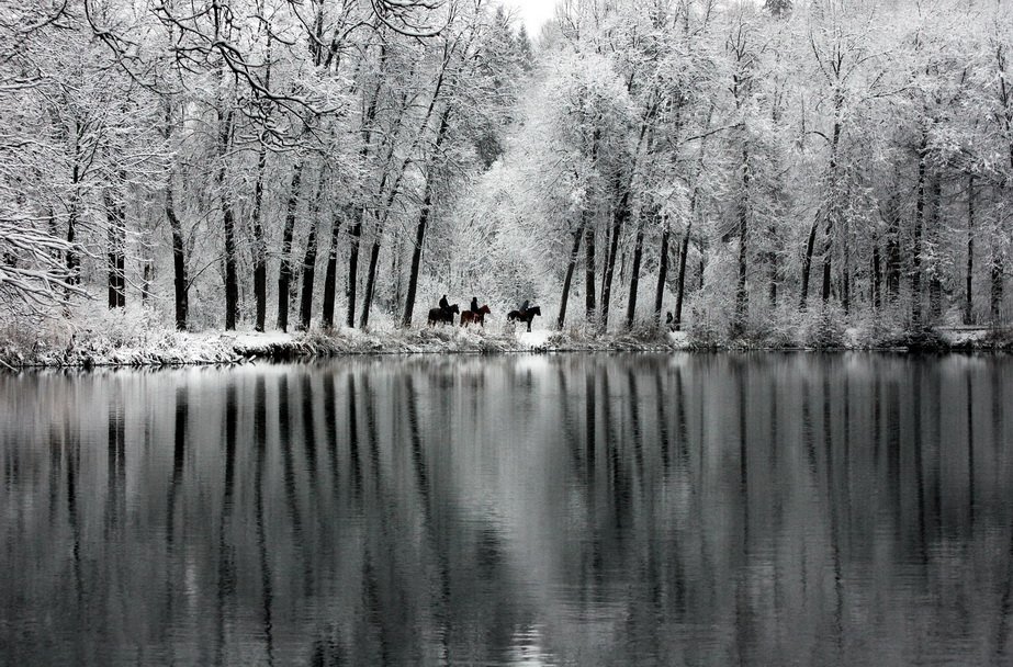 зима,снег, лес, природа, озеро, лошади, первый снег,ноябрь,парк,пруд., pavel