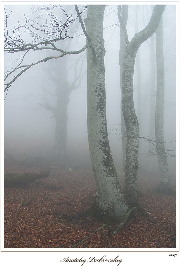 лес, туман, бук, горы, Анатолий Покровский