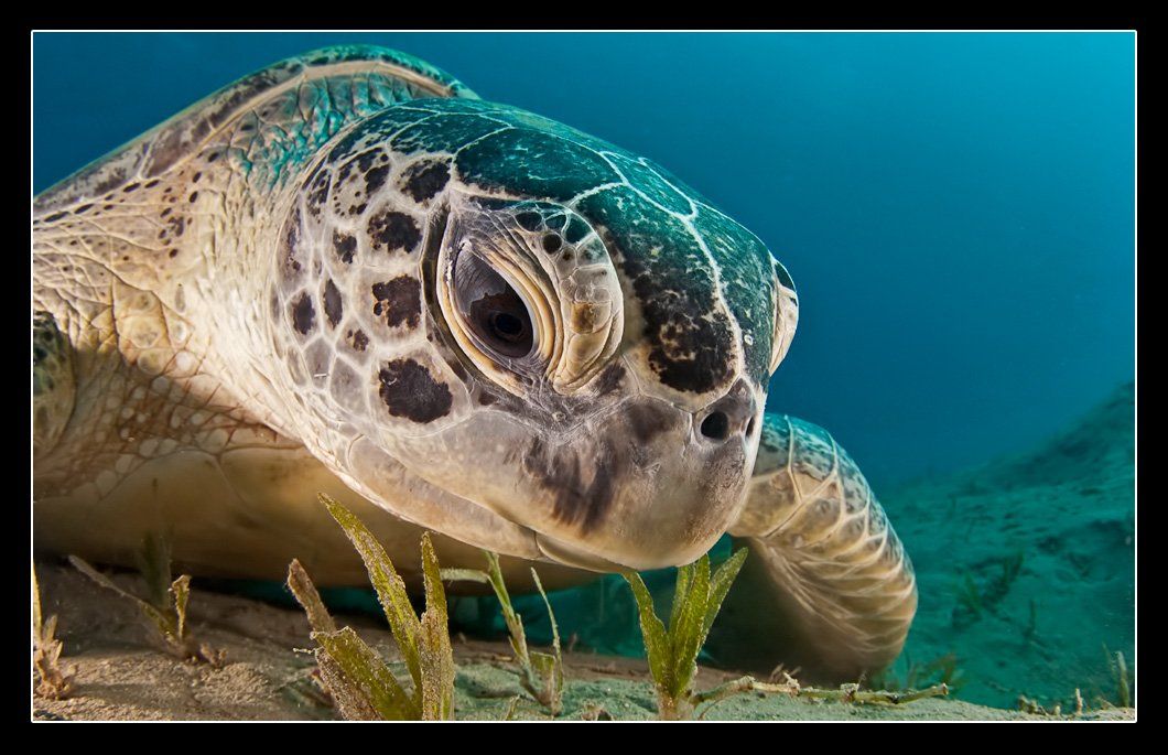 черепаха, зеленая черепаха,turtle,green turtle,sea turtle, Дмитрий