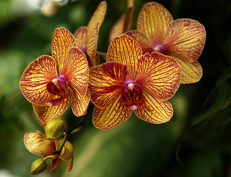 цветы,парк,орхидея,, Svetlana Karnauh Карнаух