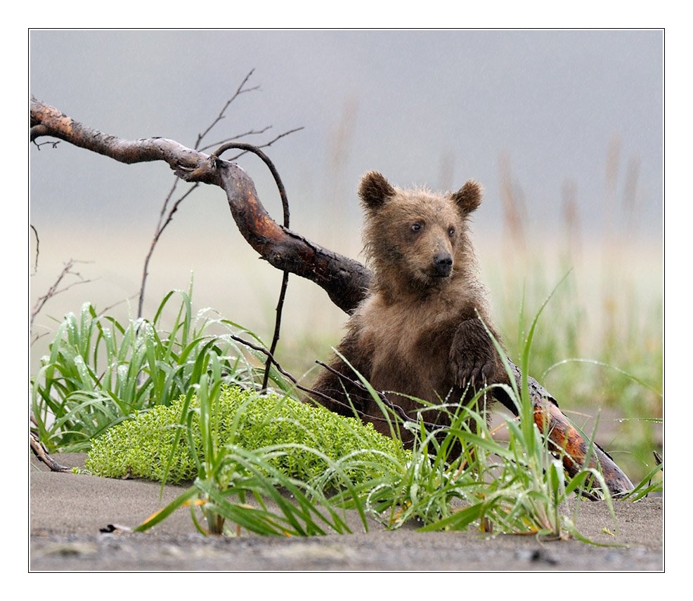 медведи, аляска, фотоохота, дикая природа, Попов Сергей