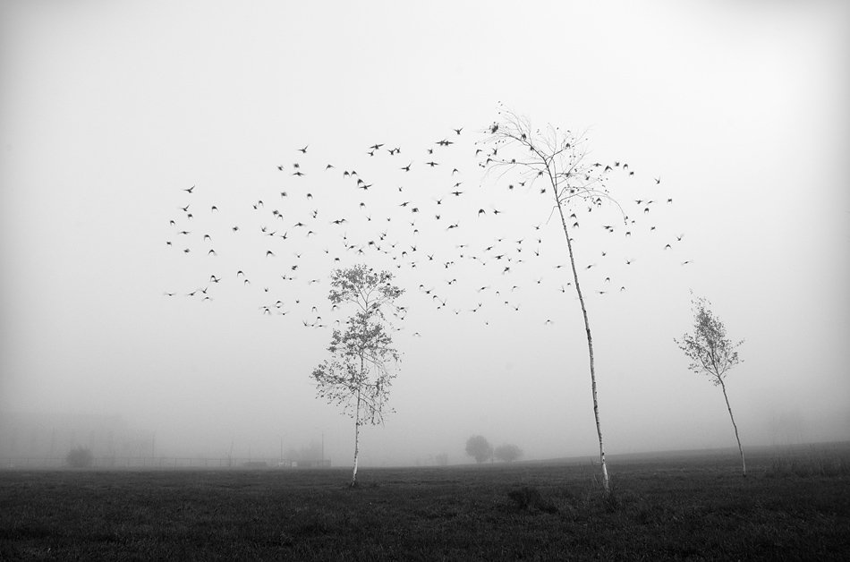 птицы, листья, осень, Александр Гришаев