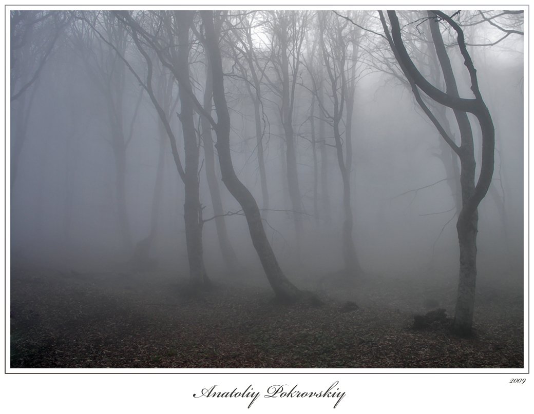 лес, туман, дерево, бук, горы, анатолий покровский, Анатолий Покровский