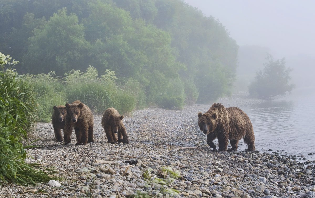 бурый медведь,камчатка, сергей иванов, Сергей Иванов
