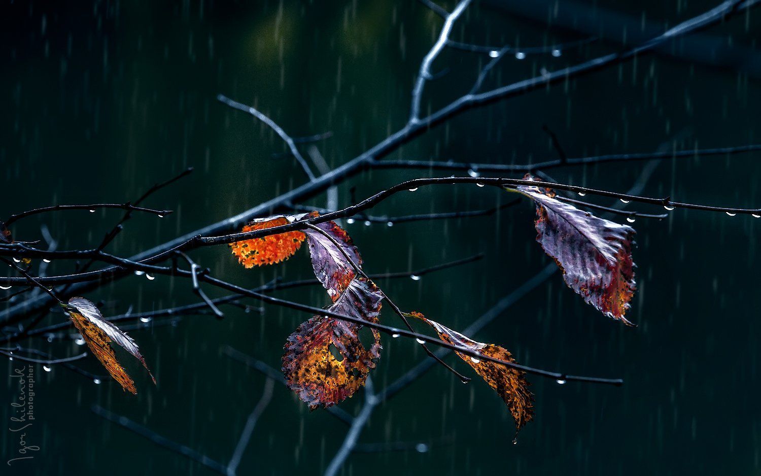 осень, дождь, листья, Игорь Шиленок