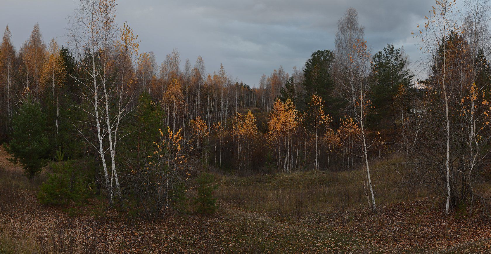 октябрь, тишина, холодный вечер, пасмурно, березки, желтые листья, Irina Shapronova