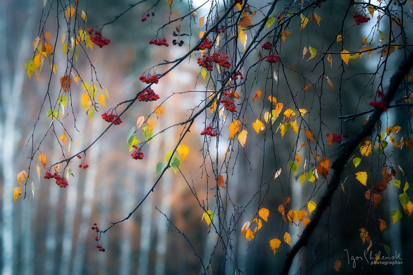 осень, листья, лес, рябина, березка, Игорь Шиленок
