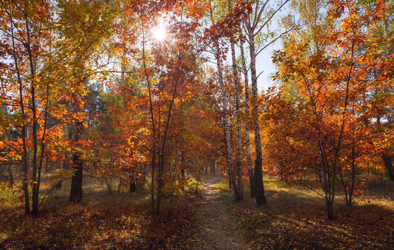 лес, осень, октябрь, тропа, роща, дубы, солнце, Галанзовская Оксана