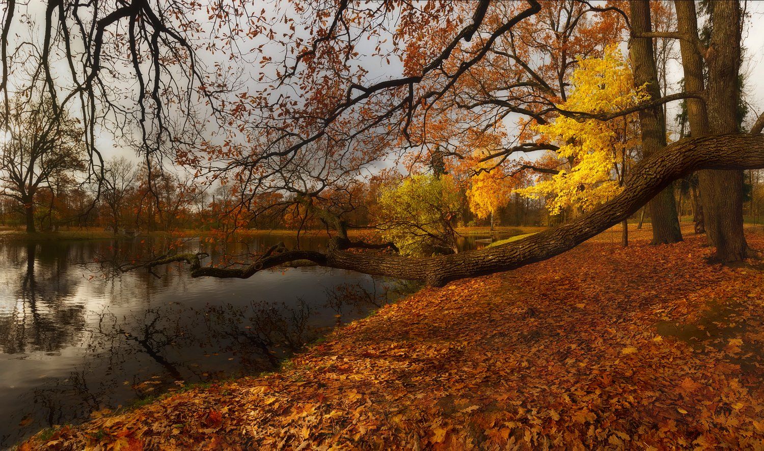 питер, пушкин, царскоесело, царское, осень, александровский, природа, landscape, Таня SHE (Aiya)