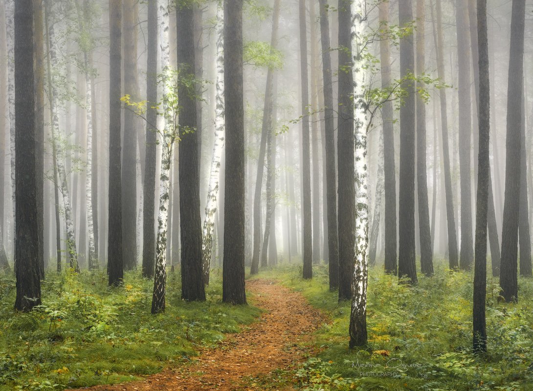 лес, осень, туман, деревья, Марина Огнева