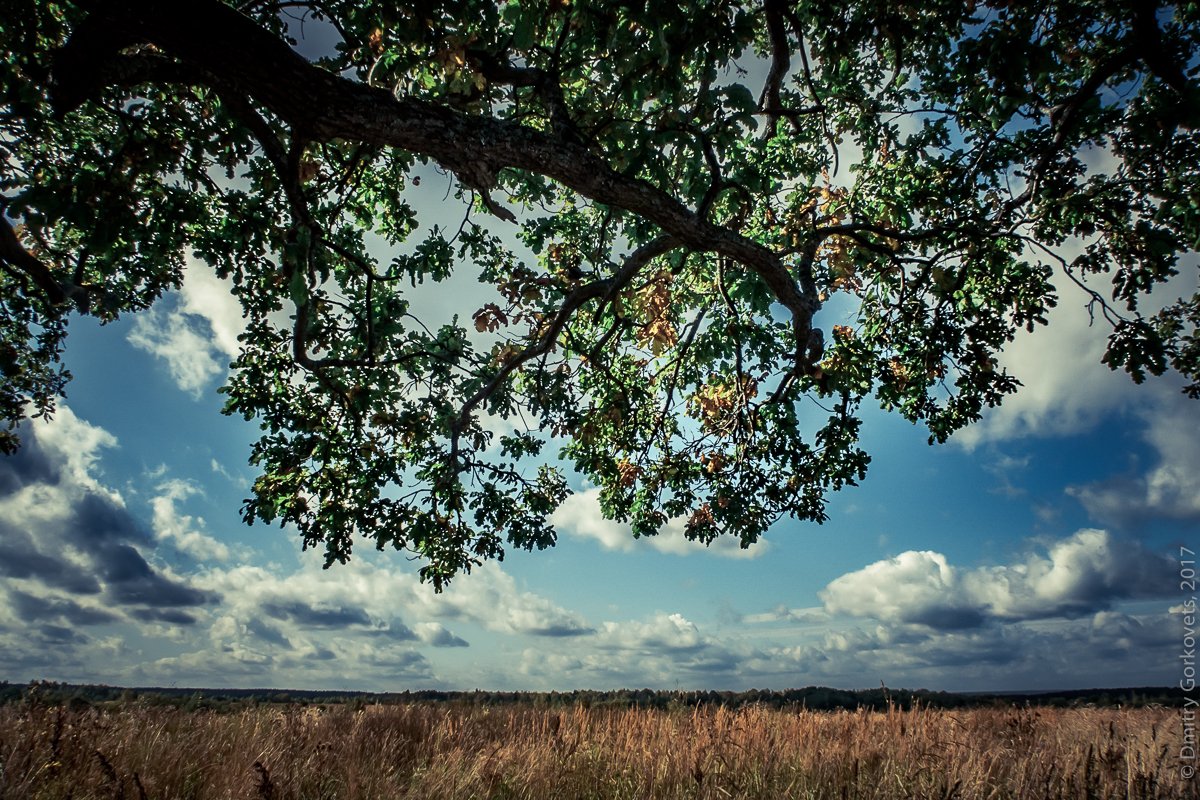 #oak #landscape #field #PhotoByDmitryGorkovets , Горковец Дмитрий