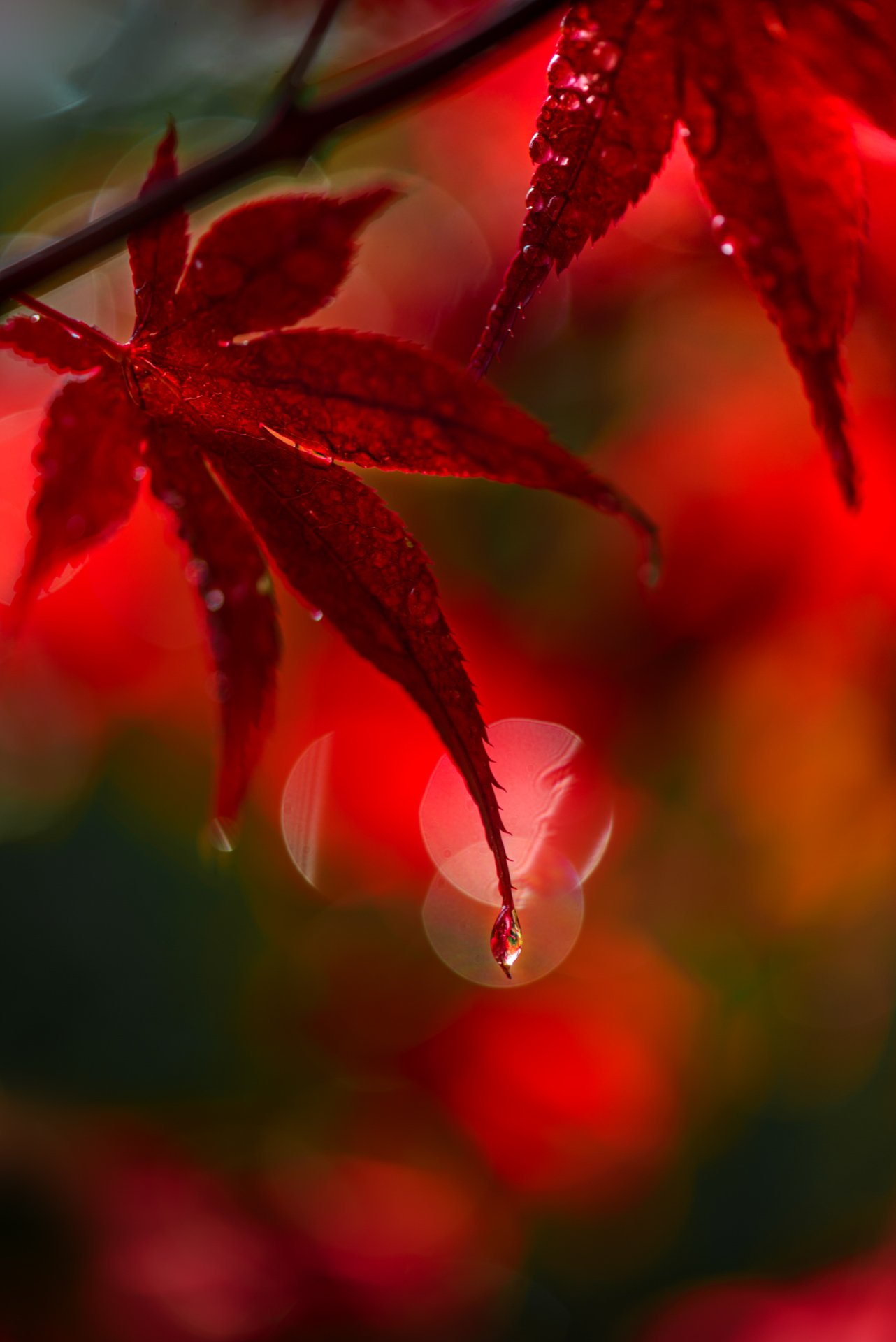 природа, макро, осень, клен японский дланевидный, красный, капли дождя, Неля Рачкова